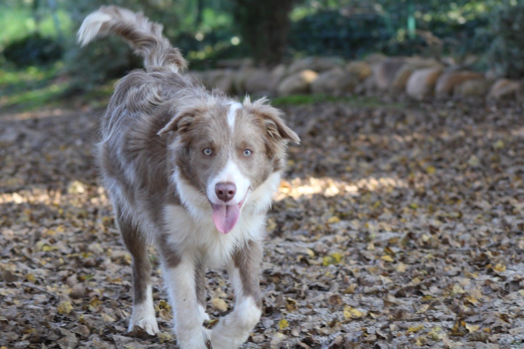 Les Border Collie de l'affixe Les Cadéous de Provence