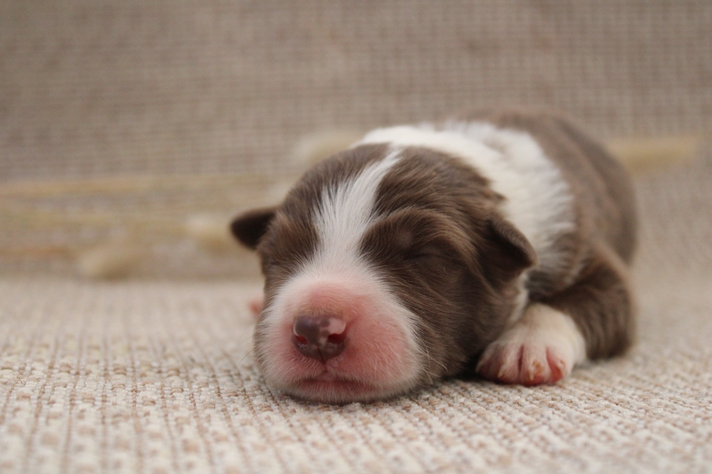Les Cadéous de Provence - Chiots disponibles - Border Collie