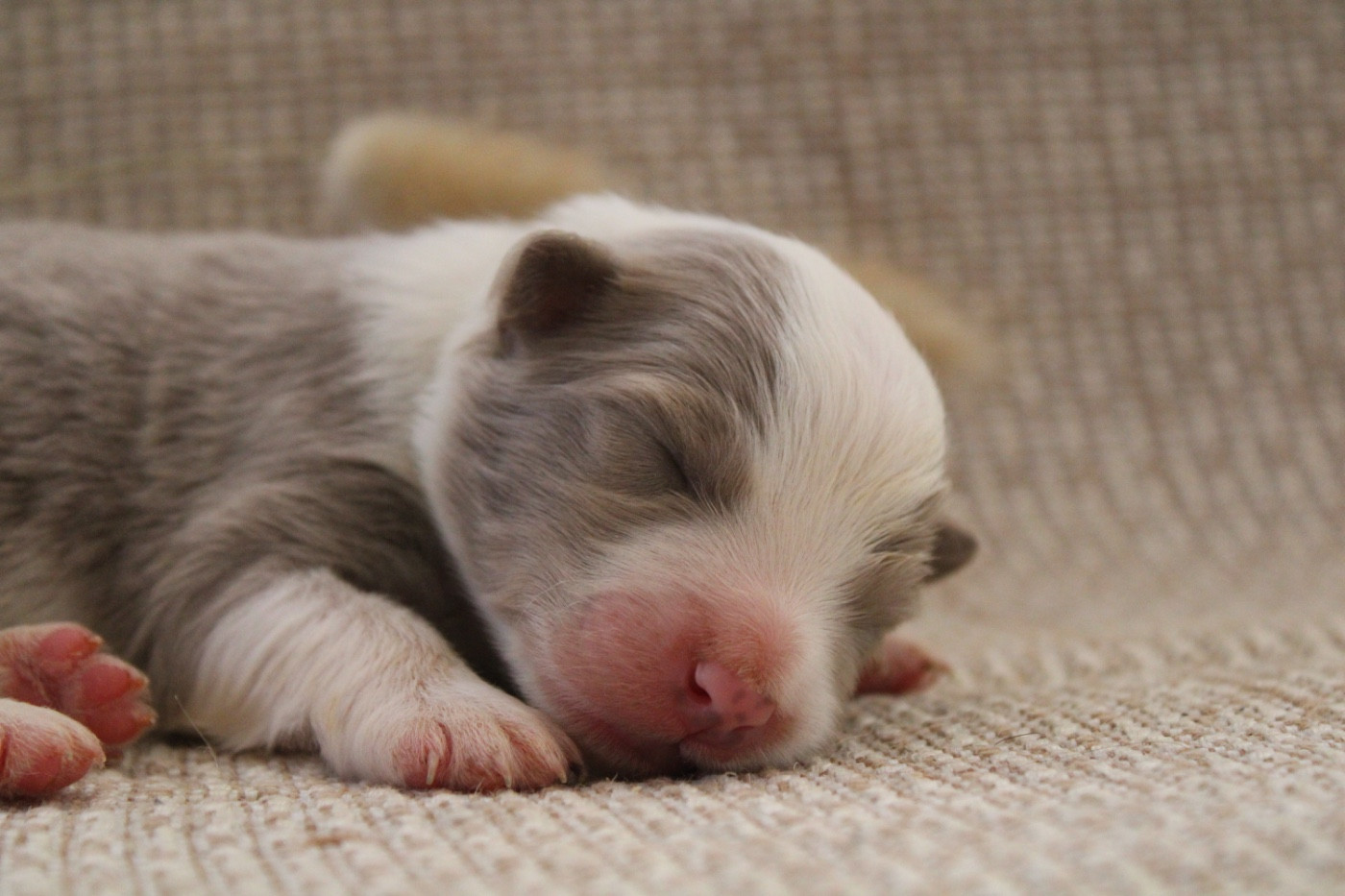 Les Cadéous de Provence - Chiots disponibles - Border Collie