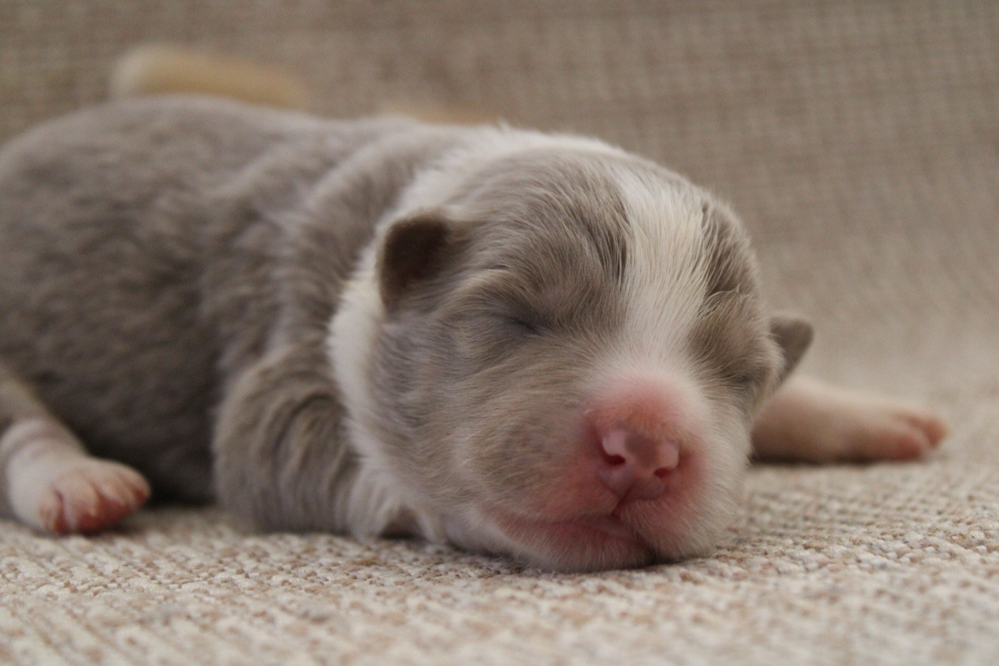 Les Cadéous de Provence - Chiots disponibles - Border Collie