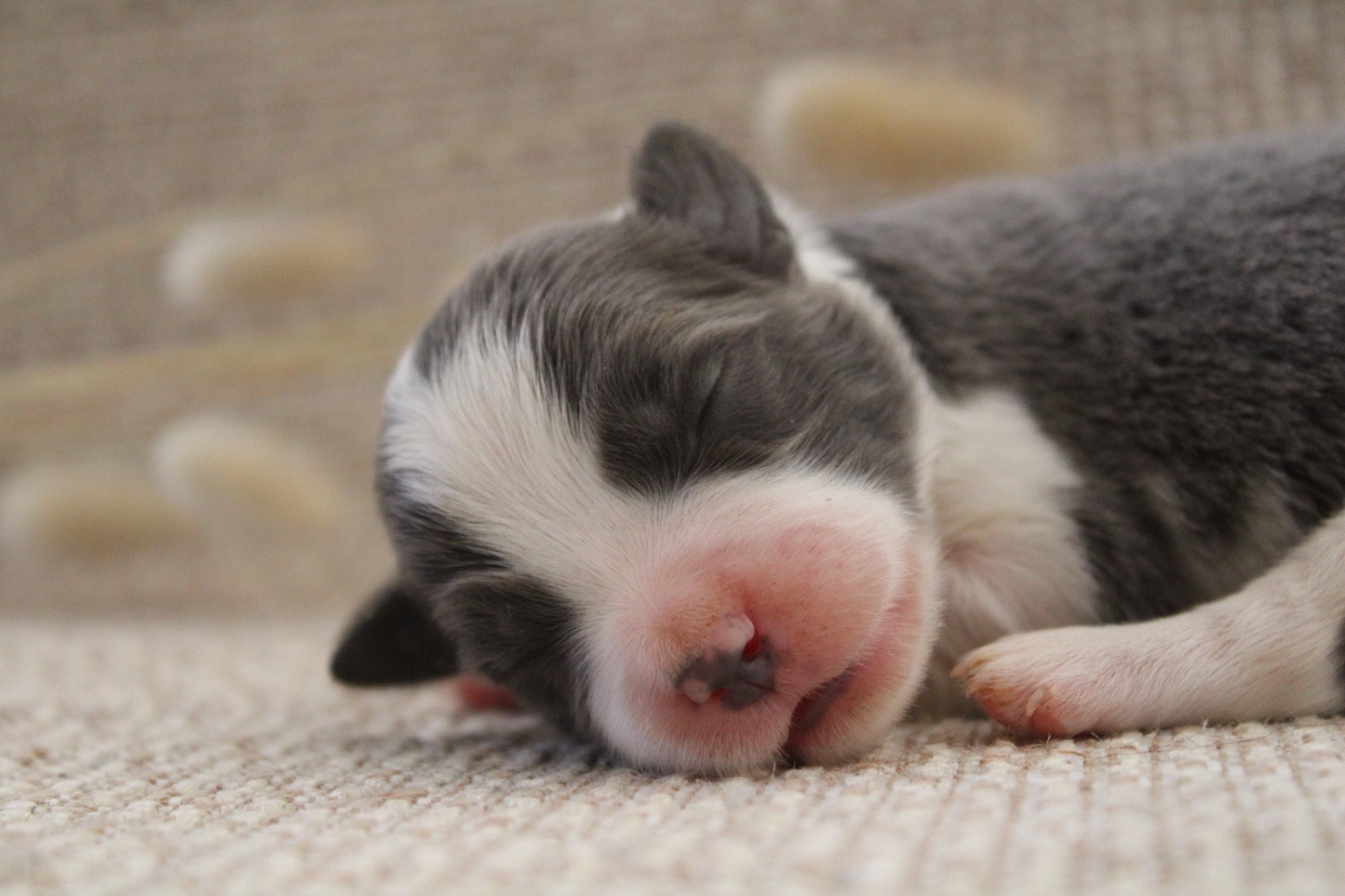 Les Cadéous de Provence - Chiots disponibles - Border Collie