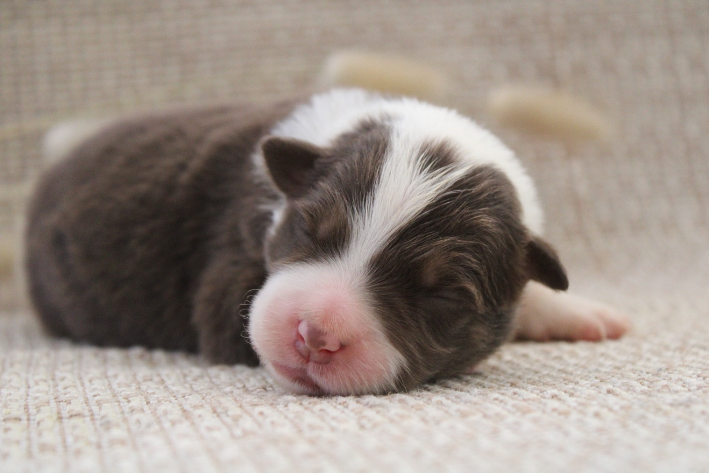 Les Cadéous de Provence - Chiots disponibles - Border Collie