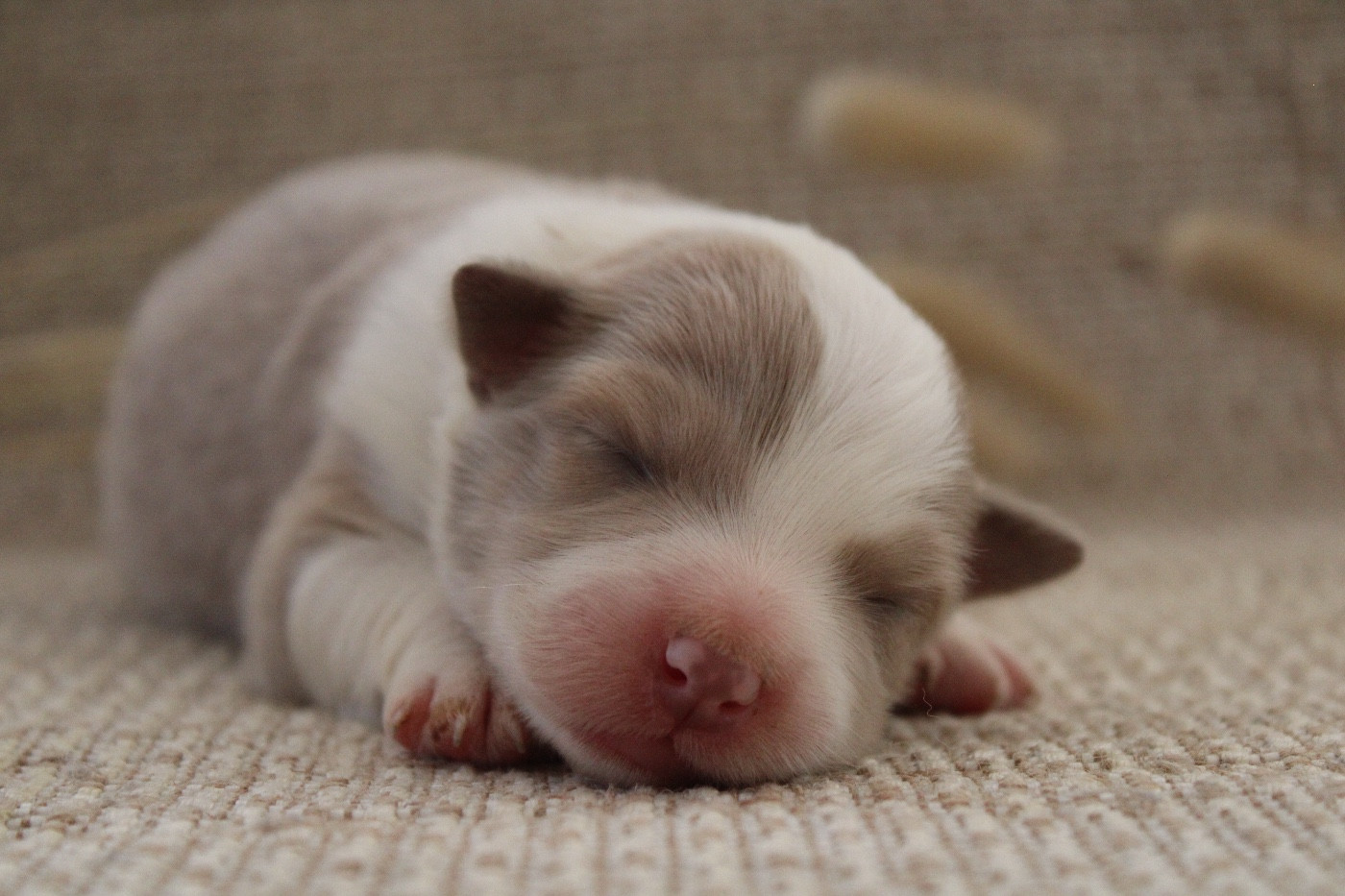 Les Cadéous de Provence - Chiots disponibles - Border Collie