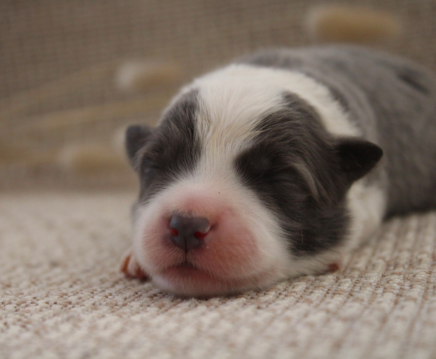 Les Cadéous de Provence - Chiots disponibles - Border Collie