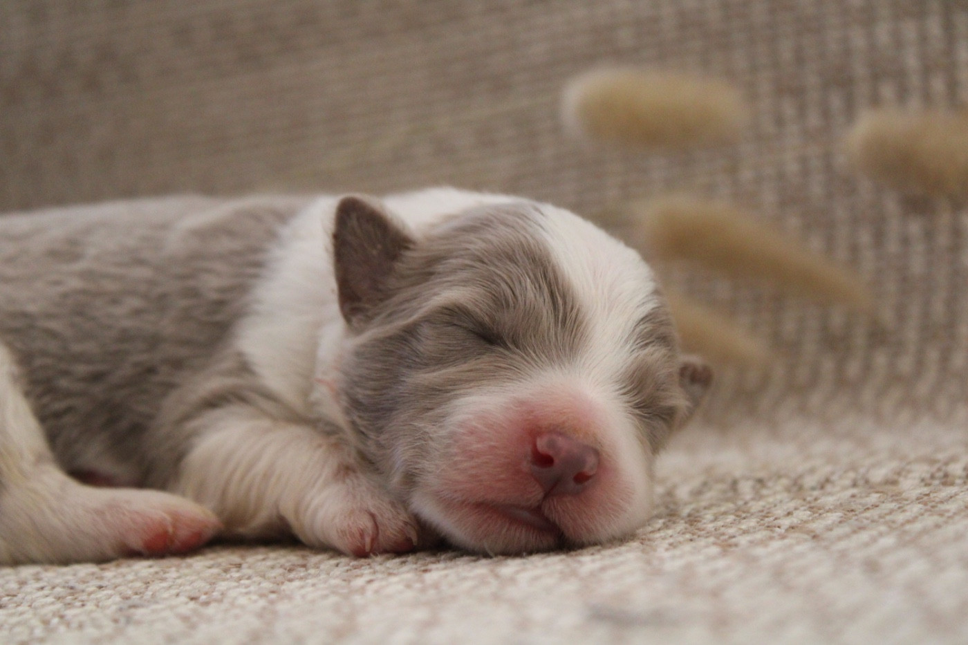 Les Cadéous de Provence - Chiots disponibles - Border Collie