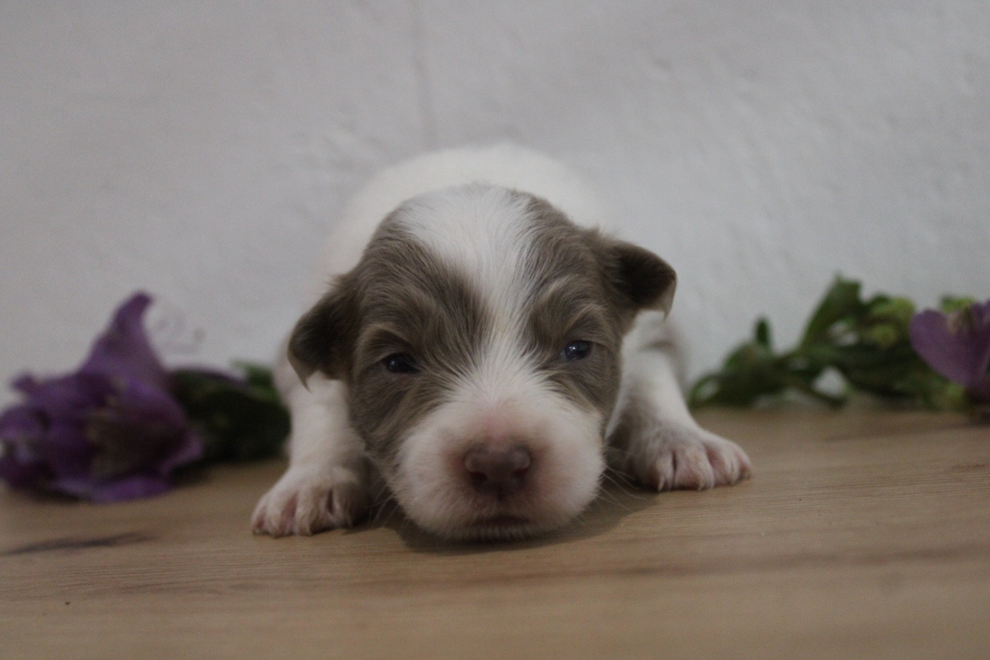 Les Cadéous de Provence - Chiots disponibles - Border Collie
