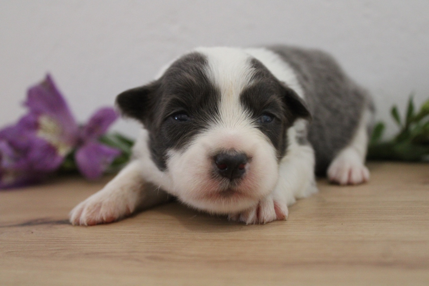 Les Cadéous de Provence - Chiots disponibles - Border Collie