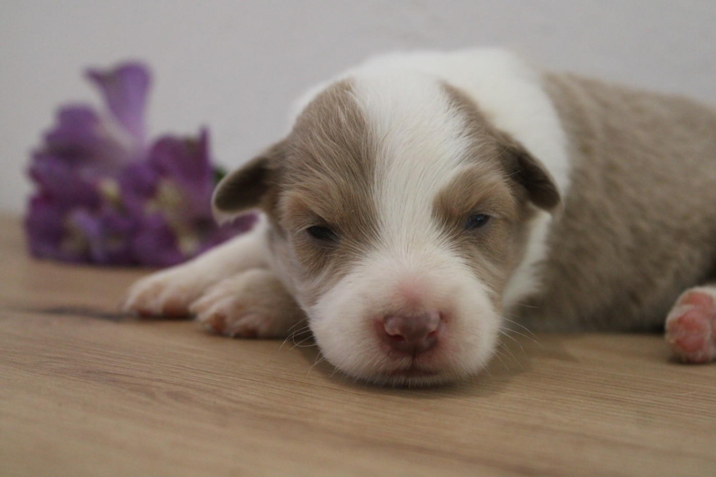Les Cadéous de Provence - Chiots disponibles - Border Collie