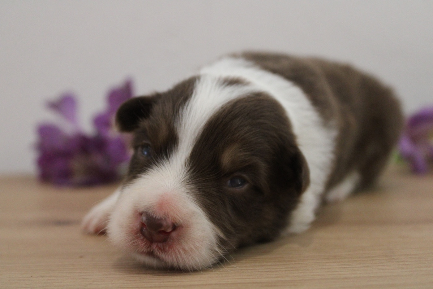 Les Cadéous de Provence - Chiots disponibles - Border Collie