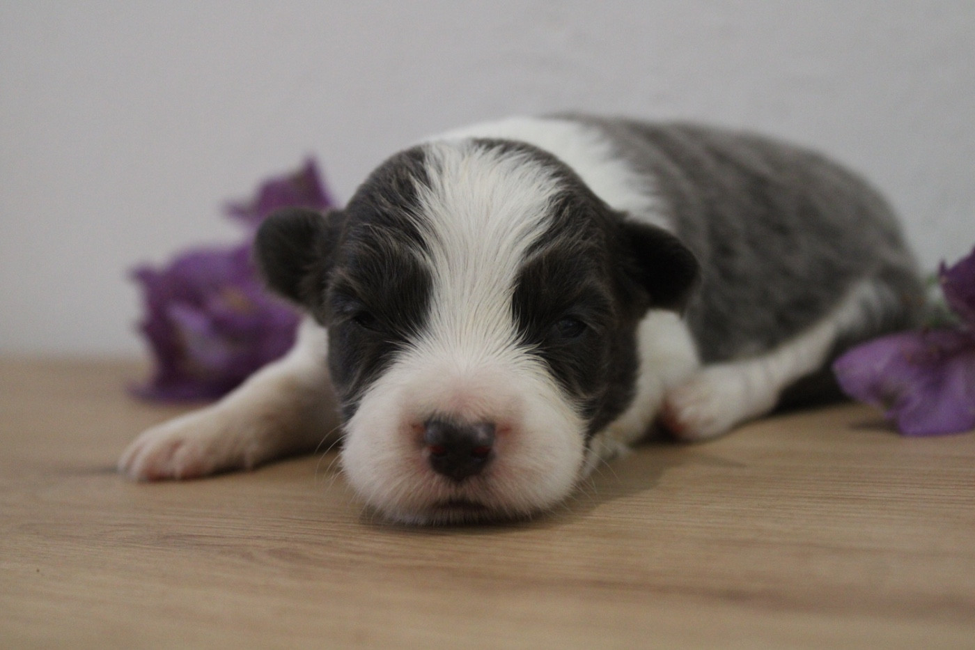 Les Cadéous de Provence - Chiots disponibles - Border Collie