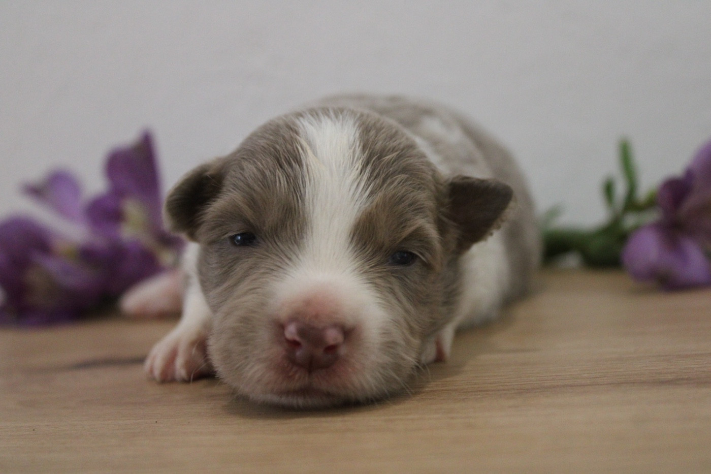 Les Cadéous de Provence - Chiots disponibles - Border Collie
