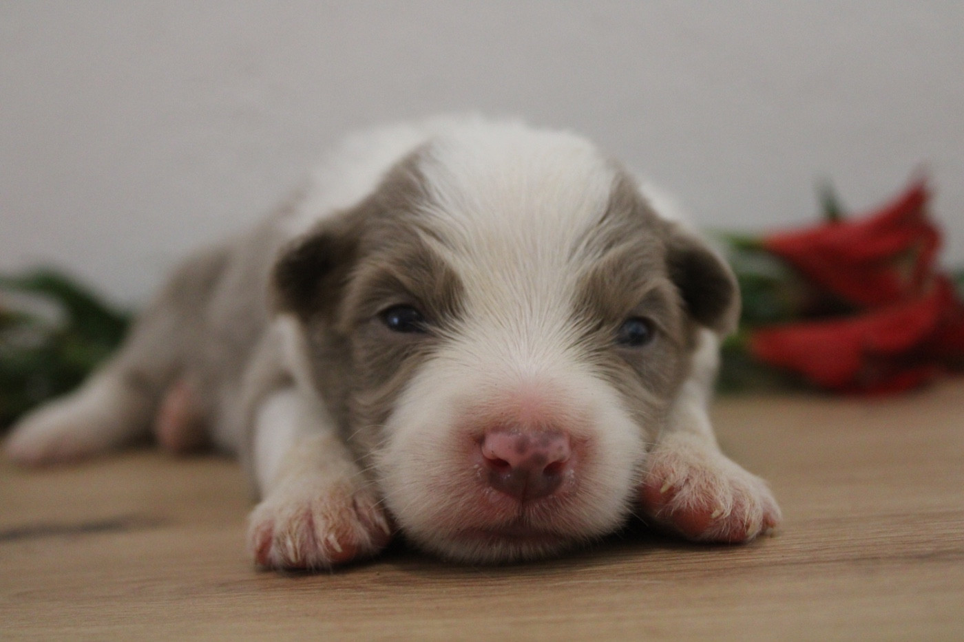 Les Cadéous de Provence - Chiots disponibles - Border Collie