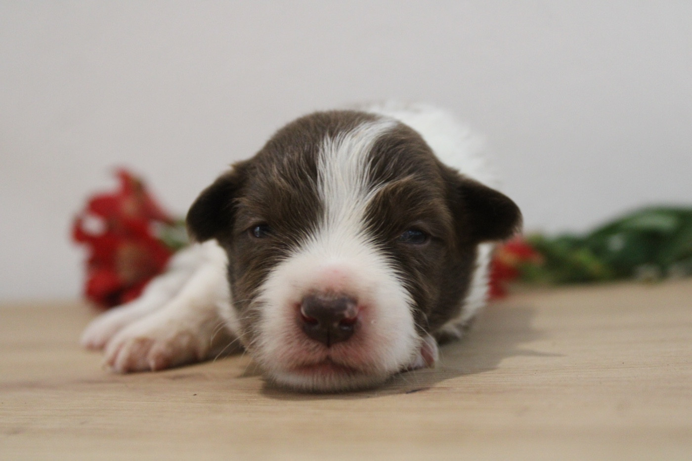 Les Cadéous de Provence - Chiots disponibles - Border Collie
