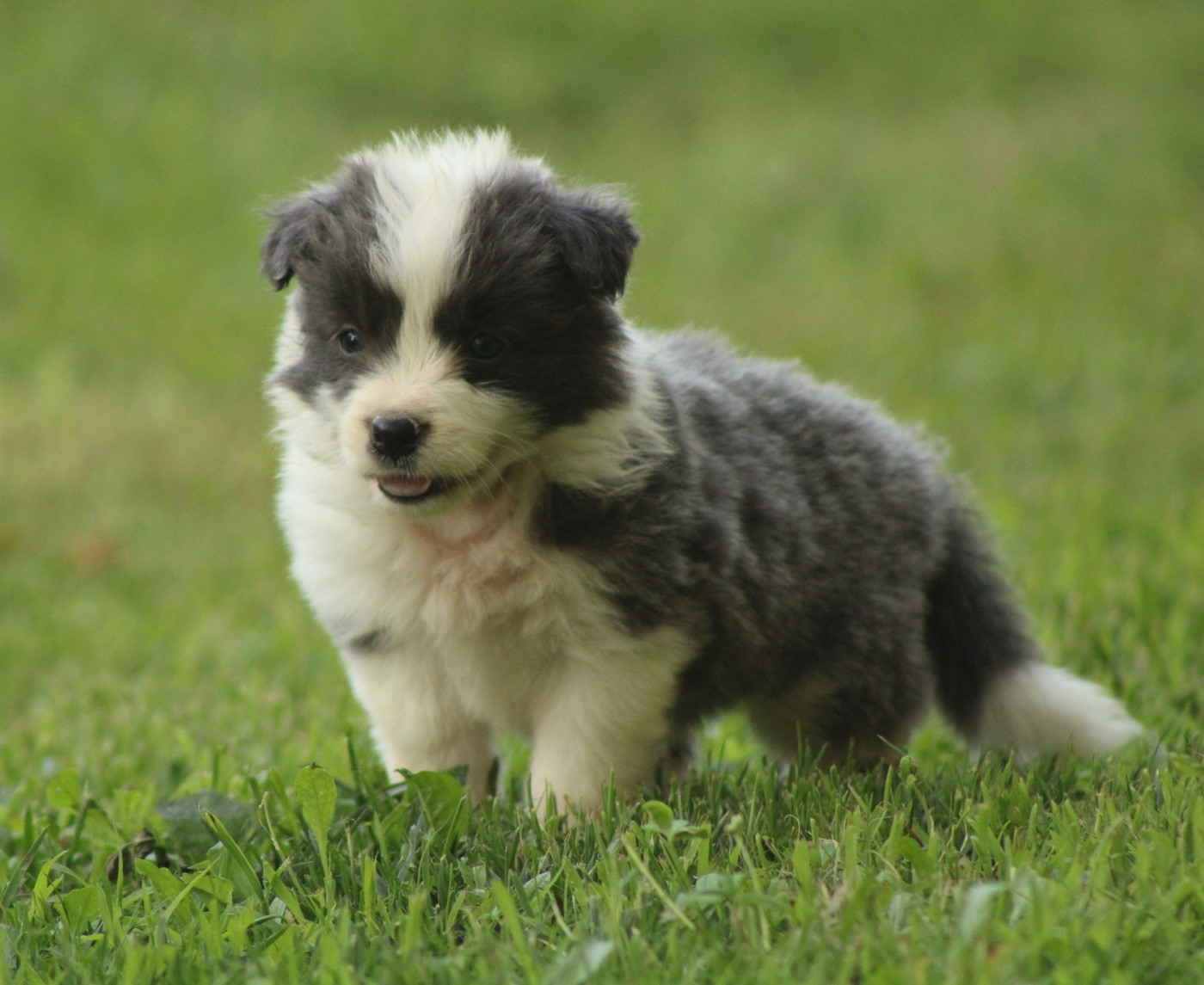 Les Cadéous de Provence - Chiots disponibles - Border Collie