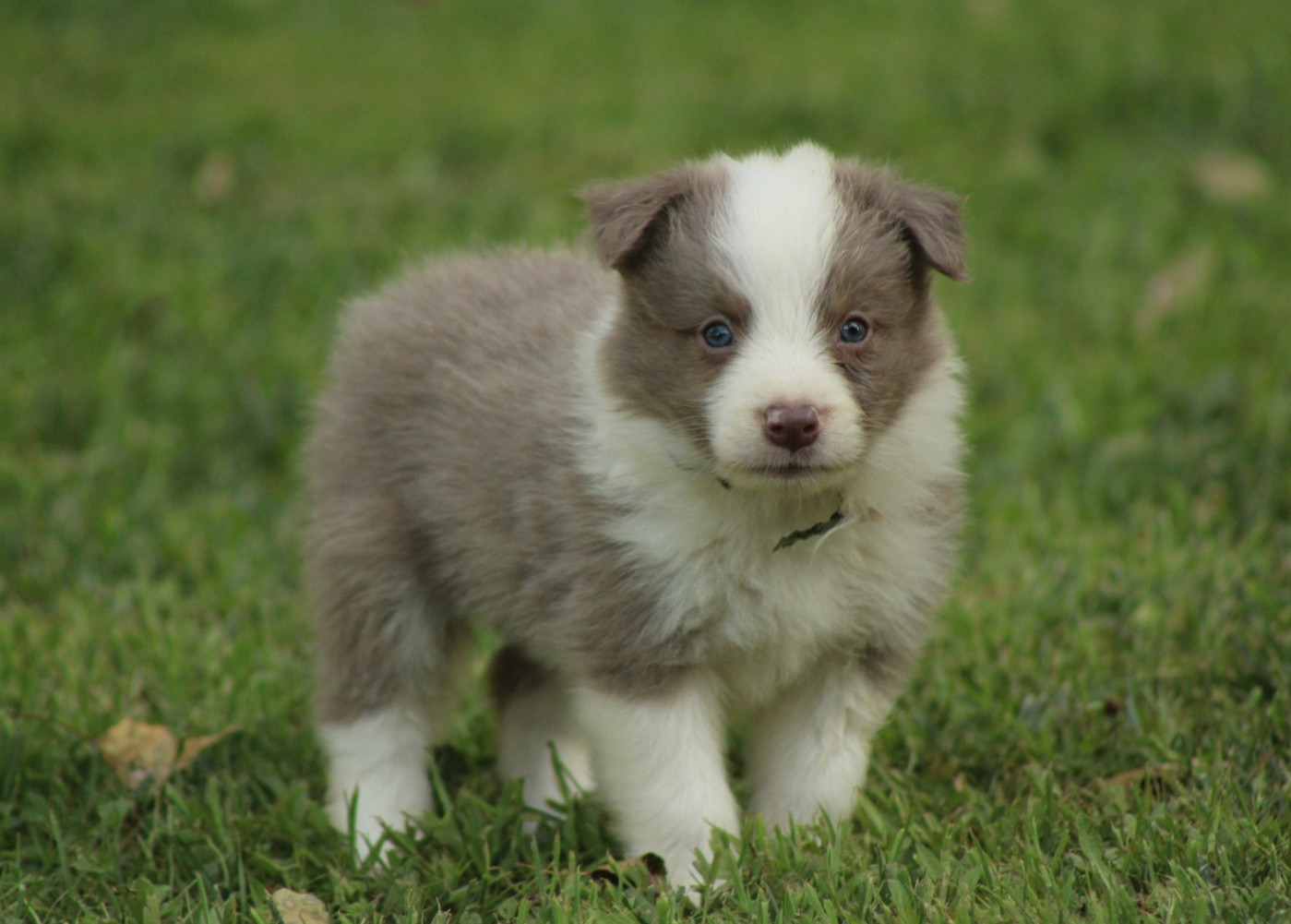Les Cadéous de Provence - Chiots disponibles - Border Collie