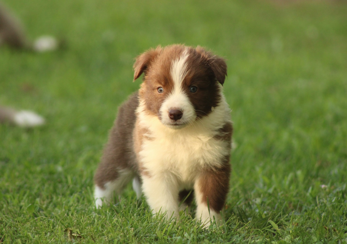 Les Cadéous de Provence - Chiots disponibles - Border Collie